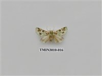 藏品(夜蛾619)的圖片